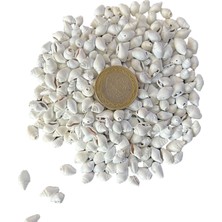 Nassa Shell Yerli Boyanmiş Kiloluk Deniz Kabuğu (250 )Grm