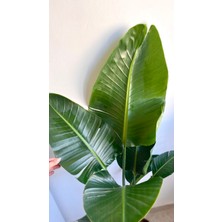 AGAPI Starliçe Regina Cennet Kuşu - Salon-Ofis Bitkisi 1.70 cm Dolgun form