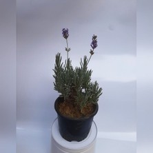 Peyzaj Bitkisi Lavanta Çiçeği Fidanı 10-20 cm