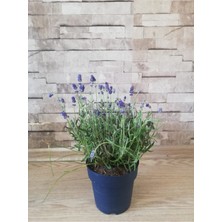 Indigo Renk Çiçekli Lavanta Fidanı 10-20 cm