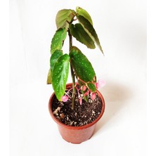 Çilli Begonya Çiçeği Fidanı 10-20 cm