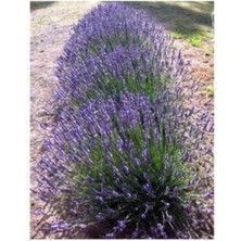Lavandula Angustifolia Lavanta Fidesi Fidanı 10-20 cm