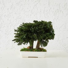 Seramik Saksıda Bonsai Ağacı | 100% Doğal, Bakım Gerektirmeyen Juniper Bitkisi | 25 cm Doğal Masa Üstü Dekor