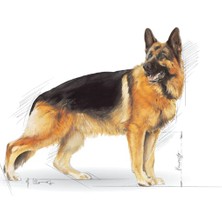 Royal Canin German Shepherd Adult Yetişkin Köpek Maması 11 Kg