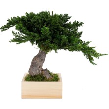 Bakım Gerektirmeyen El Yapımı Juniper Bonsai | 31 cm Doğal Dekoratif Masa Üstü Ağaç | Zen & Minimalist Stil