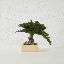 Bakım Gerektirmeyen El Yapımı Juniper Bonsai | 31 cm Doğal Dekoratif Masa Üstü Ağaç | Zen & Minimalist Stil