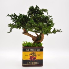 Bakım Gerektirmeyen El Yapımı Bonsai | Turp Desenli Vintage Seramik Saksıda | Doğal Dekoratif Ağaç | Zen & Country Stil Masaüstü Süs