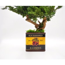 Bakım Gerektirmeyen El Yapımı Bonsai | Turp Desenli Vintage Seramik Saksıda | Doğal Dekoratif Ağaç | Zen & Country Stil Masaüstü Süs