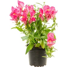 Çok Satan Pembe Aslanağzı Çiçeği (5 15 Cm)10 Adet Saksılı/ Tüplü Bahçe Balkon Bitkisi Antirrhinum