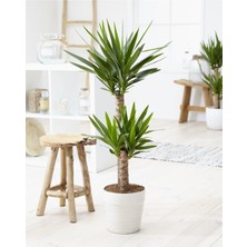 Çok Avantajlı Yukka Çiçeği Yucca 2 Li Dikim Iç Mekan Bitkisi 80-100CM