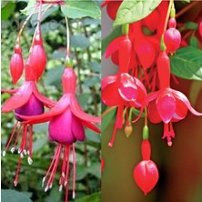 Kampanyalı 2 Adet Karışık Renk Küpeli Çiçeği 10-15 cm Mini Saksıda Çiçekli Bodur Bitkiler (Fuchsia)