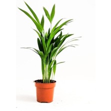 Çok Avantajlı Serada Decor&plant Areka Palmiyesi Ev Ofis Salon Bitkisi -Salon Palmiyesi 30-40 cm