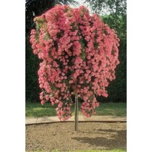 Karmen Pembe Sarmaşık Gül Saksılı Dikime Hazır 15-30CM