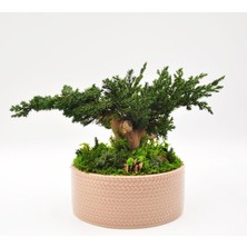 Bakım Gerektirmeyen Doğal Bonsai | 19 cm Seramik Saksıda Zen Dekoratif Bitki