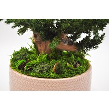 Bakım Gerektirmeyen Doğal Bonsai | 19 cm Seramik Saksıda Zen Dekoratif Bitki