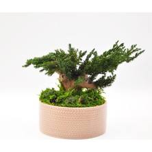 Bakım Gerektirmeyen Doğal Bonsai | 19 cm Seramik Saksıda Zen Dekoratif Bitki