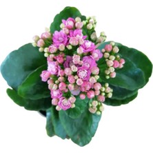 Çok Avantajlı Kalanchoe - Kalanşo Çiçeği (Mor Çiçekli) Iç Mekan Bitkisi Saksılı