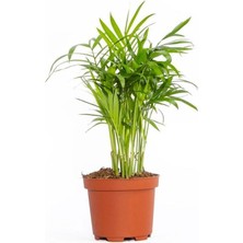 Çok Avantajlı Chamaedorea Elegans Dağ Palmiyesi 20CM 8.5 Saksıda Iç Mekan Bitkisi