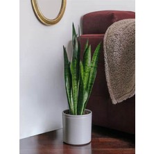 Iç Mekan Uyumlu Yeşil Kılıç (Paşa Kılıcı) – 20-40 cm | Saksıda Canlı Bitki