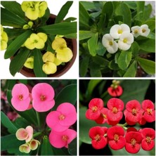 Çok Satan 4'lü Dikenler Tacı Çiçeği Sarı Kırmızı Pembe BEYAZ10-15 cm Tüplü Çiçekli Euphorbia Milii