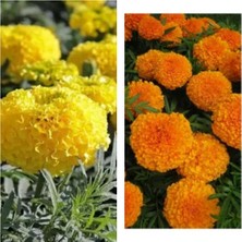 Çok Satan 30'lu Karışık Renk Kadife Çiçeği Fidesi 5-15 cm Tüplü Çiçekli Bodur Bitkiler Marigold