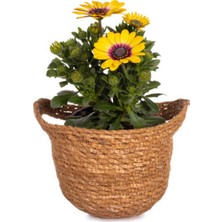 Kampanyalı Sarı Bodrum Papatyası (30 50 Cm)1 Adet Saksılı Çiçekli Bodur Bitki Osteospermum Fruticosum