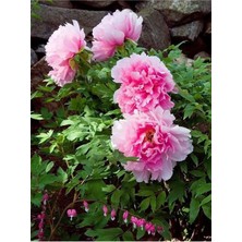 Çok Satan Pembe Şakayık Erengül Çiçeği (20 30 Cm)1 Adet Saksılı Çiçekli Bodur Bitki Paeonia