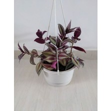 Kampanyalı Mor Alacalı Zebra Yapraklı Telgraf Çiçeği 1 Adet Saksılı 30-50CM