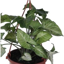 Melek Kanadı Çiçeği - Ok Başı Sarmaşığı (Syngonium) Askılı Saksı'da