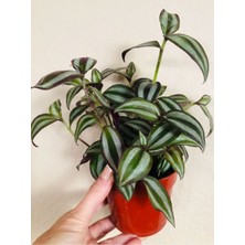 Çok Avantajlı Tradescantia Zebrina Telgraf Çiçeği 1 Adet Saksılı Salon Çiçeği 20-40CM