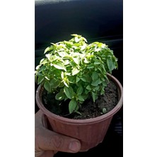 Kampanyalı Saksıda Canlı Fesleğen