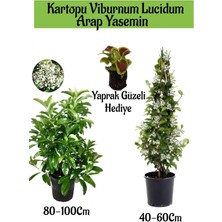 Favori Ürün Kartopu Viburnum 1 Adet+Kokulu Arap Yasemini1 Adet+Yaprak Güzeli Hediye Bahçe Bitkisi