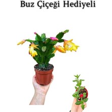 Çok Avantajlı Öğretmenler Gününe Özel Sarı Renk Yılbaşı Çiçeği Sarı Milii Kaktüs Hediyeli