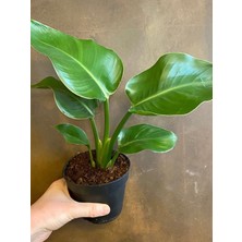 Kampanyalı Yellow Euphorbia Milii Sarı Renk Dikenler Tacı Çiçeği 1 Adet Saksılı 15-30CM