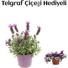 Çok Avantajlı Mis Kokulu Mor Lavanta Fidanı Sevgililer Gününe Özel Telgraf Hediyeli
