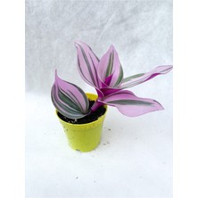 Çok Avantajlı Serada Decor&plant Pembe Telgraf Çiçeği Tradescantia Nanouk 5.5 cm Saksı