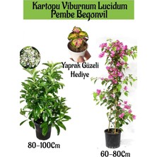 Favori Ürün Kartopu Viburnum 1 Adet+Pembe Begonvil 1 Adet+Yaprak Güzeli Hediye Bahçe Bitkisi