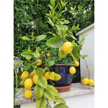 Çok Satan Bol Sulu Yediveren Limon (80 100 Cm)1 Adet Saksılı/ Tüplü Citrus Limon