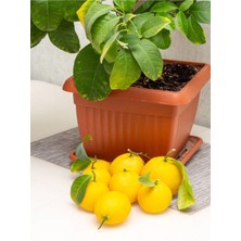 Çok Satan Bol Sulu Yediveren Limon (80 100 Cm)1 Adet Saksılı/ Tüplü Citrus Limon