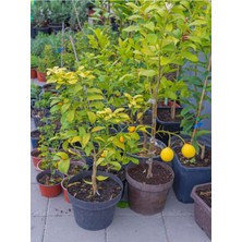 Çok Satan Bol Sulu Yediveren Limon (80 100 Cm)1 Adet Saksılı/ Tüplü Citrus Limon