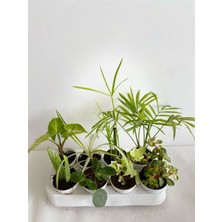 Çok Satan Bitki Seti Mini Melek Kanadı+Aleovera+Pilea+Kurdele+Hedera+Japon Şemsiyesi+Areka+Yeşim
