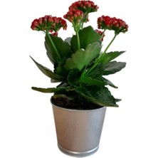 Çok Avantajlı Kalanchoe - Kalanşo Çiçeği (Kırmızı Çiçekli)