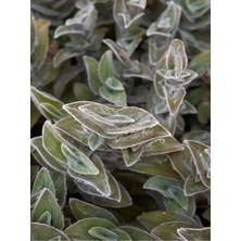 Çok Satan Tüylü Telgraf Çiçeği (20 30 Cm)1 Adet Saksılı Bahçe Salon Bitkisi Tradescantia Sillamontana