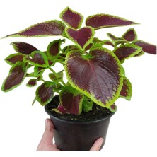 Yaprak Güzeli Kalyos Çiçeği