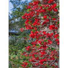 Favori Ürün Japon Ayvası Bitkisi Fidanı (35 75 Cm)1 Adet Tüplü Dış Mekan Ağaç Japanese Quince