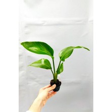 Çok Avantajlı Strelitzia 'starliçe' - Beyaz Cennet Kuşu Çiçeği -Iç Mekan Bitkisi - 35 cm