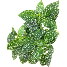 Yaprak Güzeli Kolyos Çiçeği Bitkisi Ev Ofis Bitkisi Hypoestes