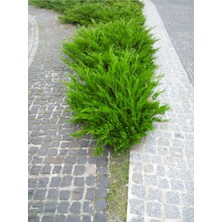 Favori Ürün Limon Çamı Limoni Servi (50 60 Cm) 1 Adet Saksılı Dış Mekan Ağaç Cupressus Macrocarpa