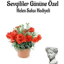 Çok Avantajlı Sevgililer Gününe Özel Kırmızı Renk Kokulu Karanfil Çiçeği Helen Saksı Hediyeli