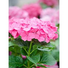 Çok Satan 1 Adet Pembe Ortanca Çiçeği Fidanı 30-40 cm Tüplü Çiçekli Bodur Bitkiler Hydrangea